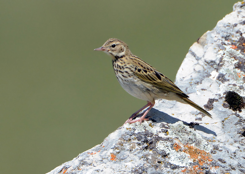 Altro Anthus da confermare